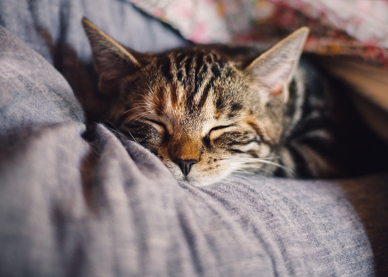 They promote deep-restorative sleep